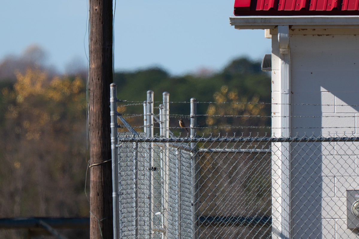 チャイロツキヒメハエトリ - ML645902744