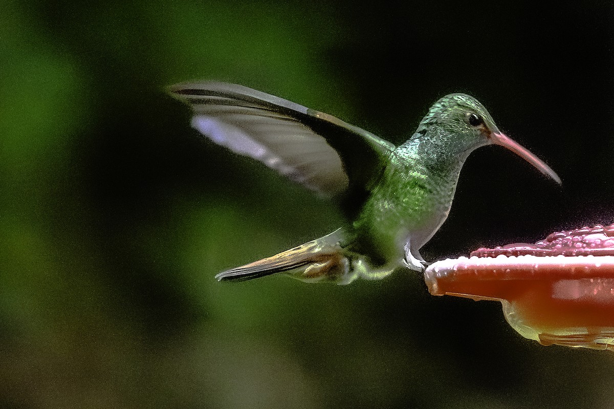 Rufous-tailed Hummingbird - ML645902745