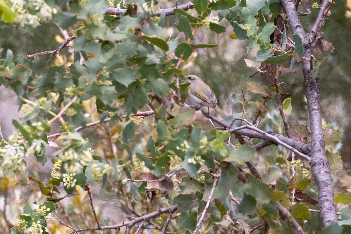 Brown Honeyeater - ML645902754