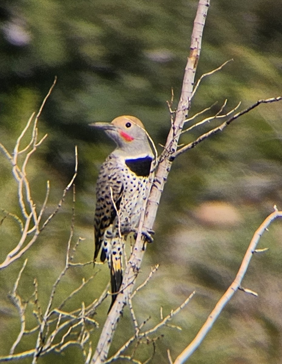 Gilded Flicker - ML645902756