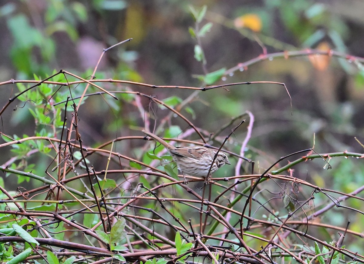 Song Sparrow - ML645902771