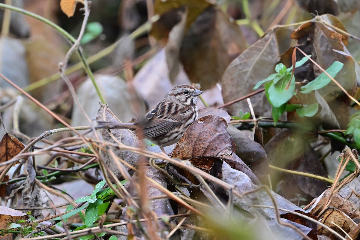 Song Sparrow - ML645902772