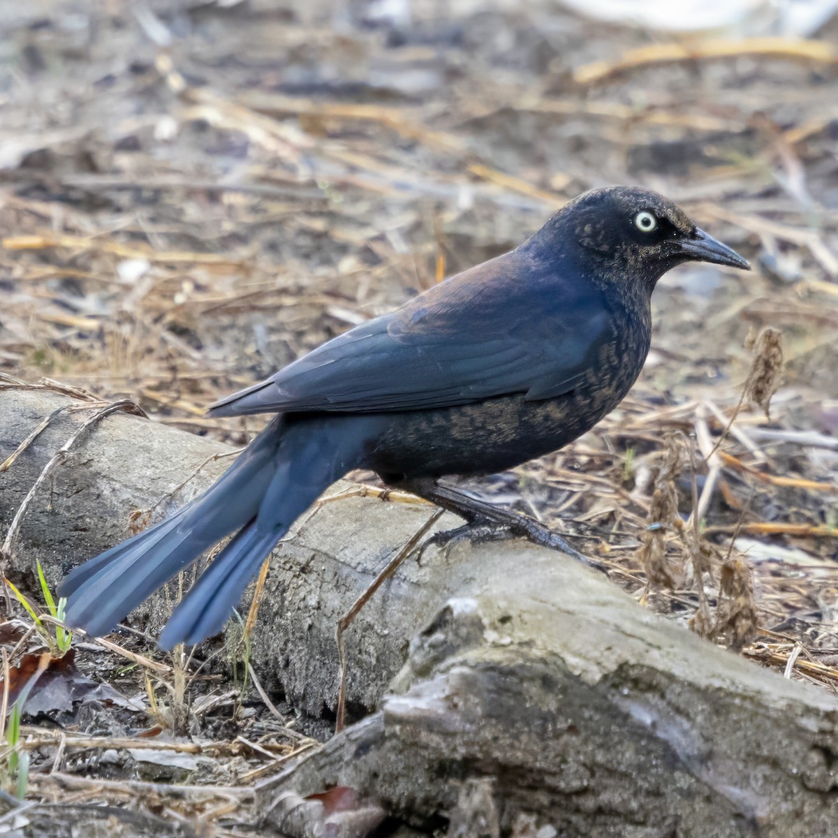 Rusty Blackbird - ML645902777