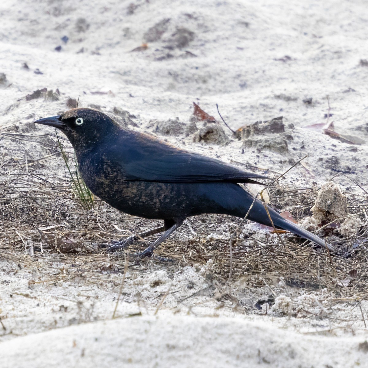 Rusty Blackbird - ML645902778