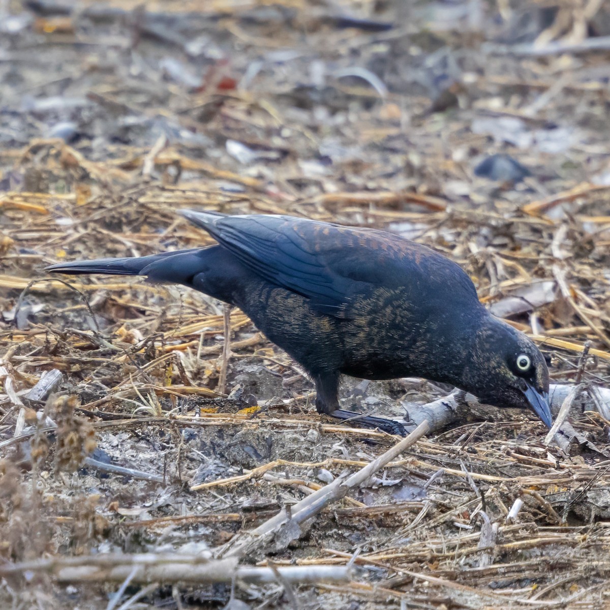 Rusty Blackbird - ML645902779