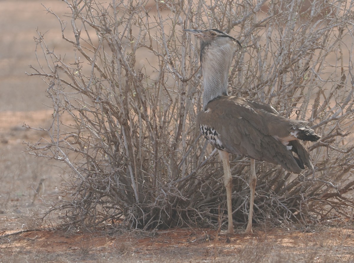 Kori Bustard - ML645902780