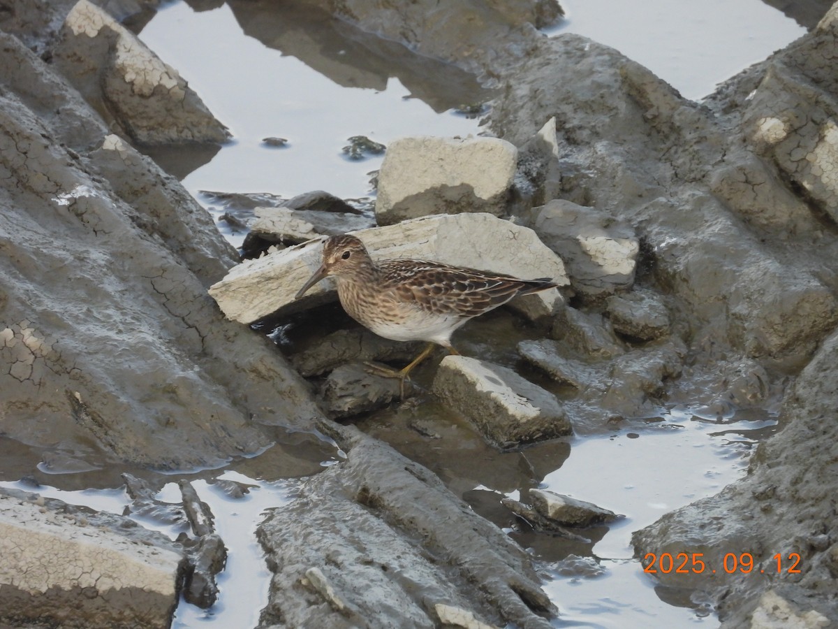 Дутыш - ML645902782