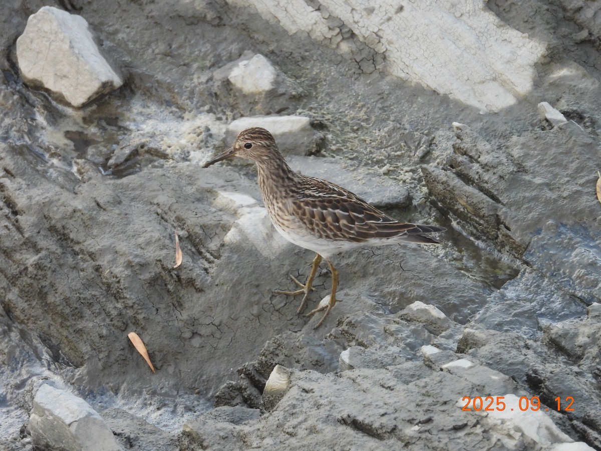 Дутыш - ML645902783