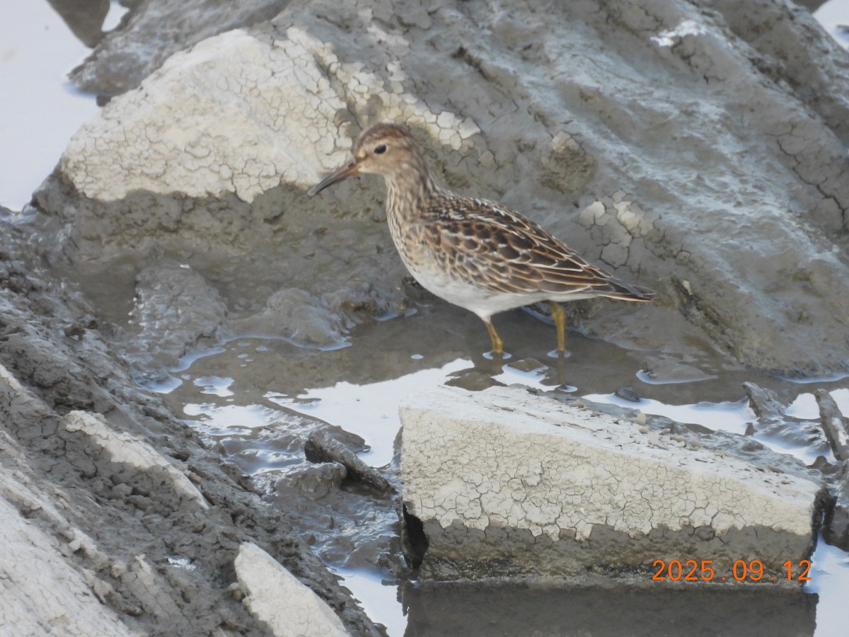 Дутыш - ML645902784