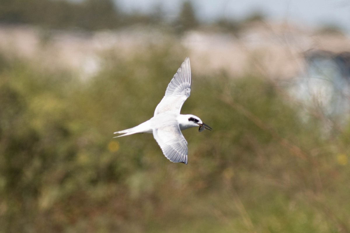 メリケンアジサシ - ML645902799