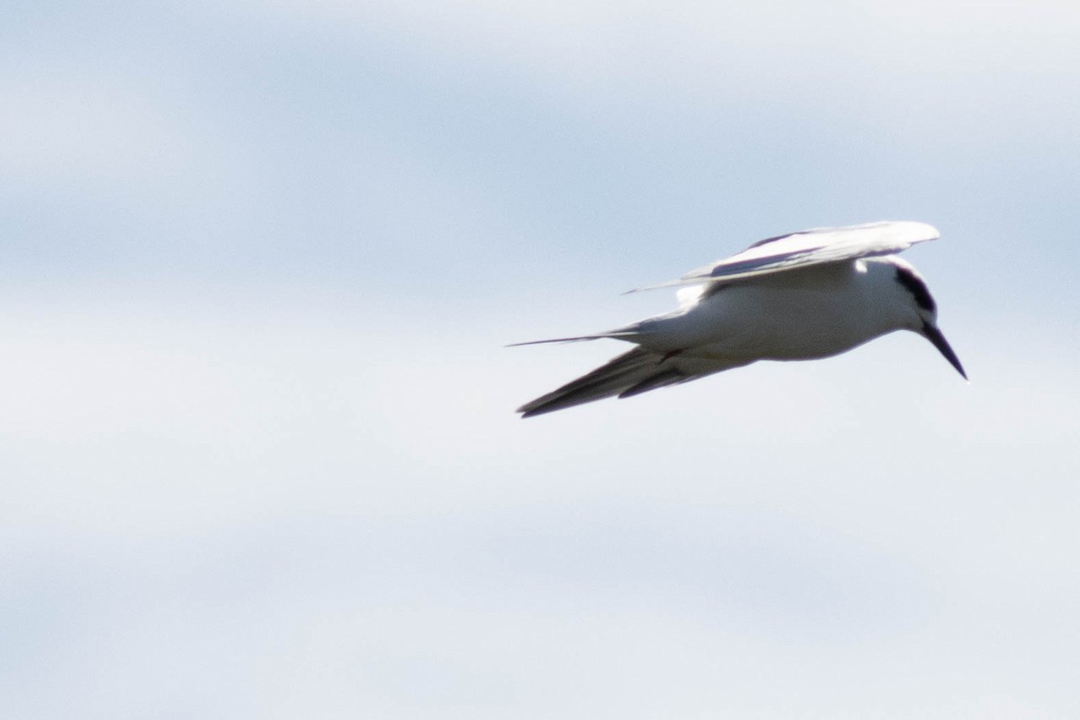 メリケンアジサシ - ML645902800