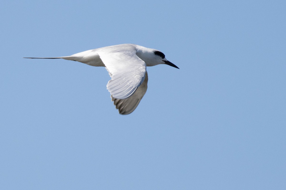 メリケンアジサシ - ML645902810