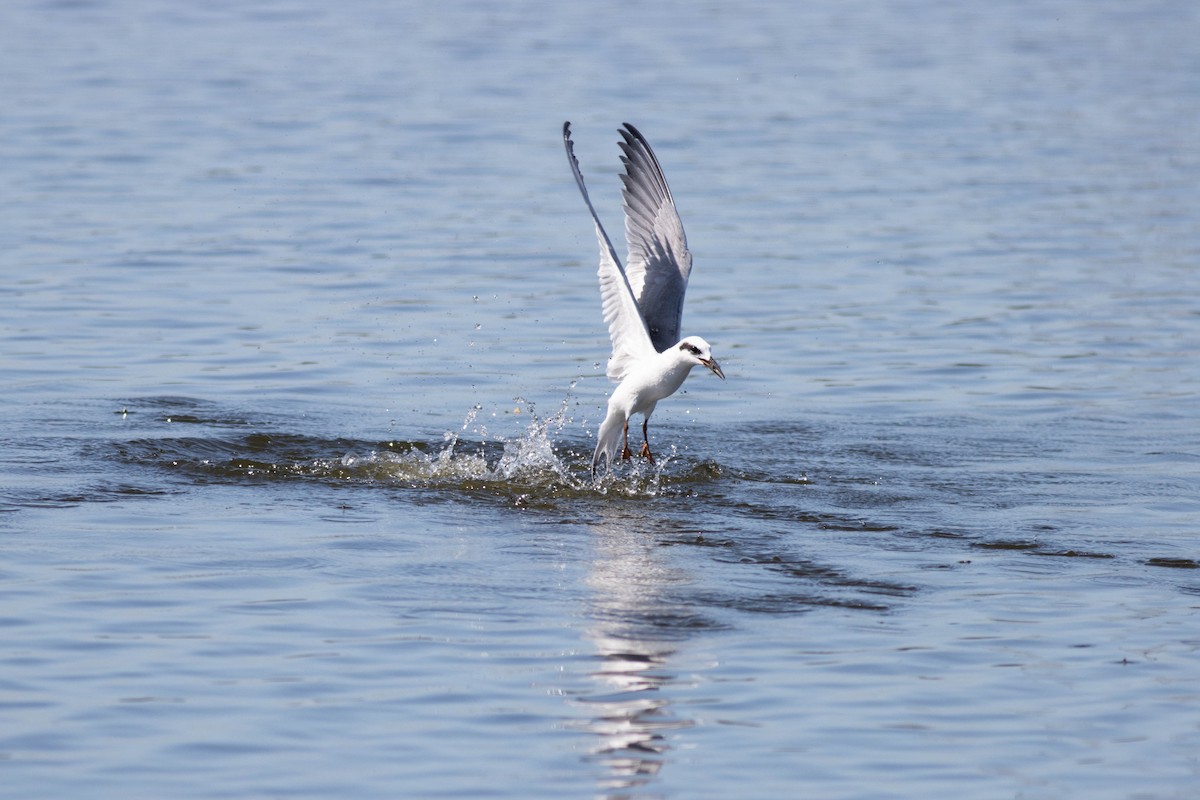 メリケンアジサシ - ML645902811