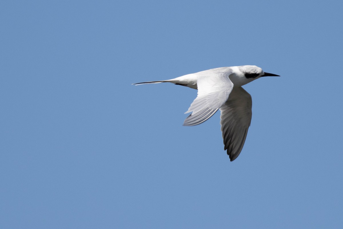 メリケンアジサシ - ML645902812