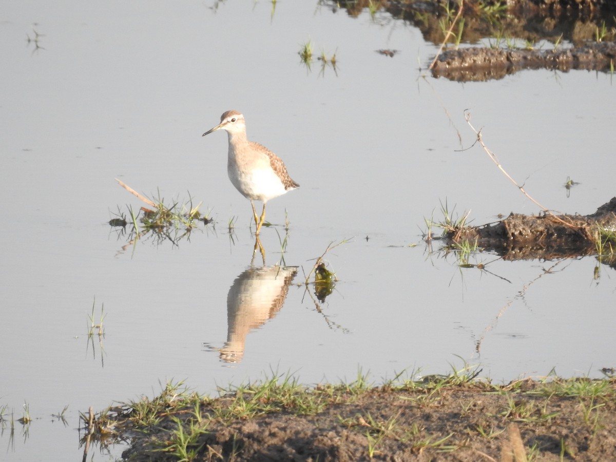 vodouš bahenní - ML645902818