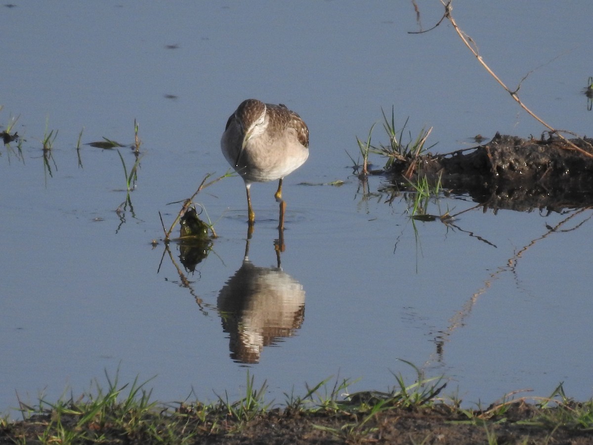 vodouš bahenní - ML645902829
