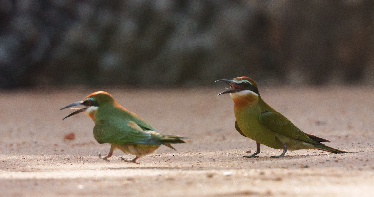 Olive Bee-eater - ML645902831