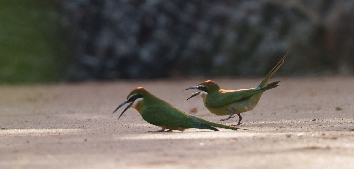 Olive Bee-eater - ML645902832