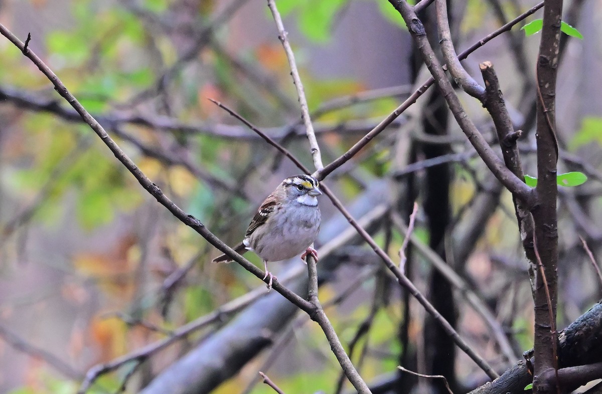 White-throated Sparrow - ML645902833