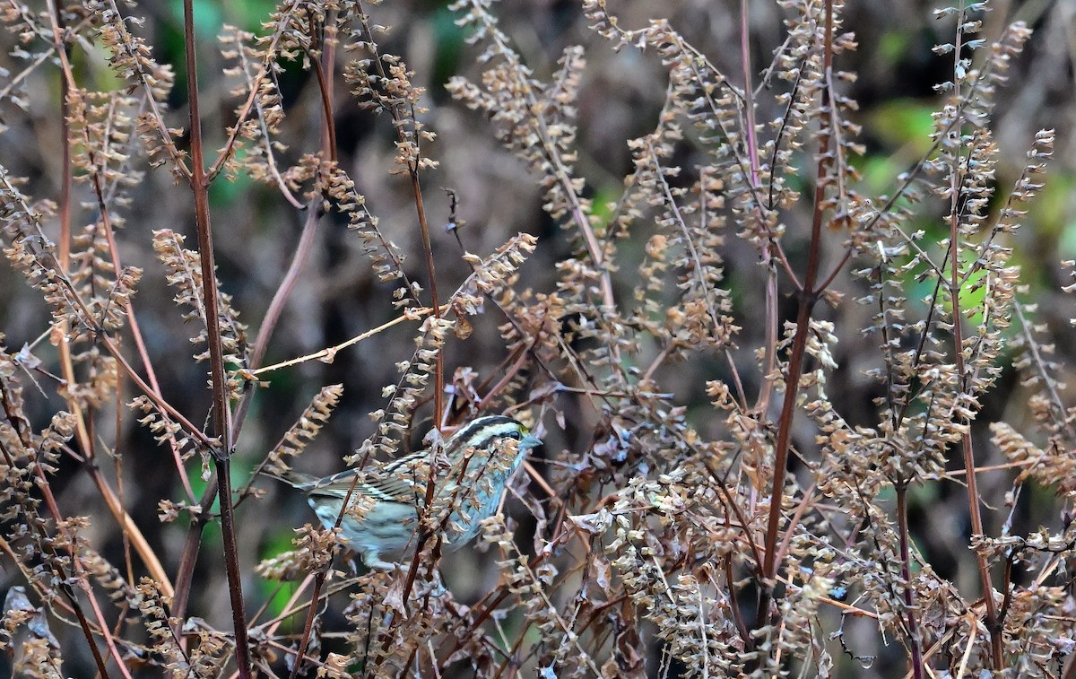 White-throated Sparrow - ML645902834