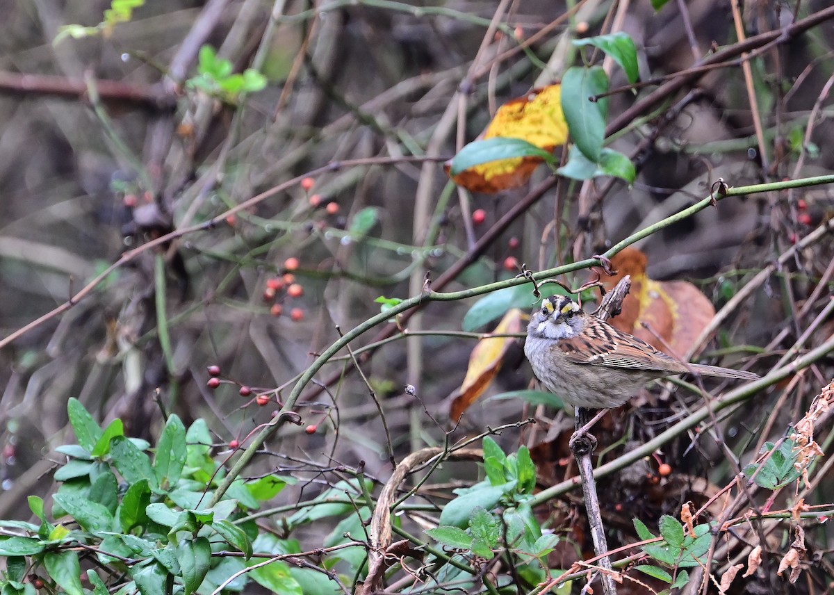 White-throated Sparrow - ML645902835