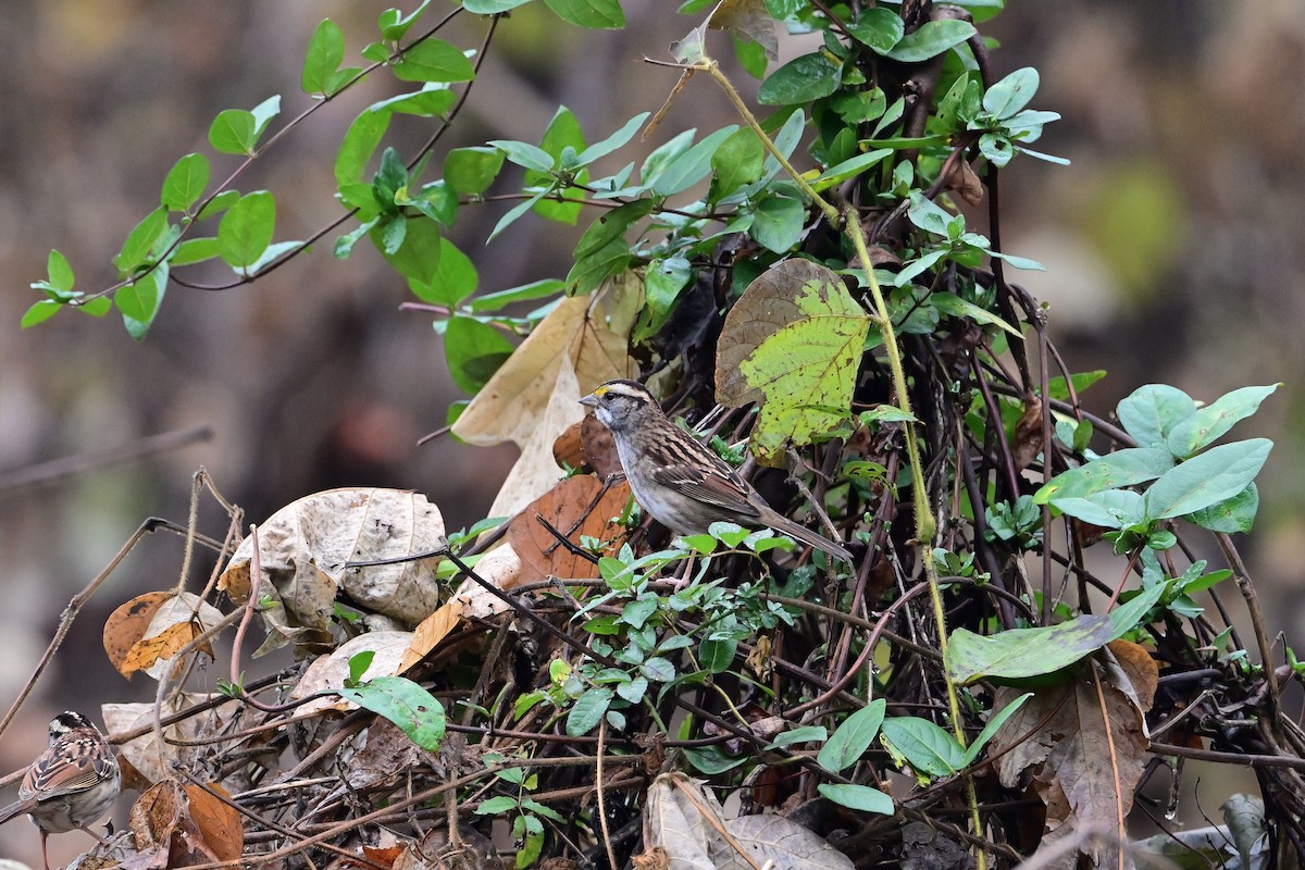 White-throated Sparrow - ML645902836