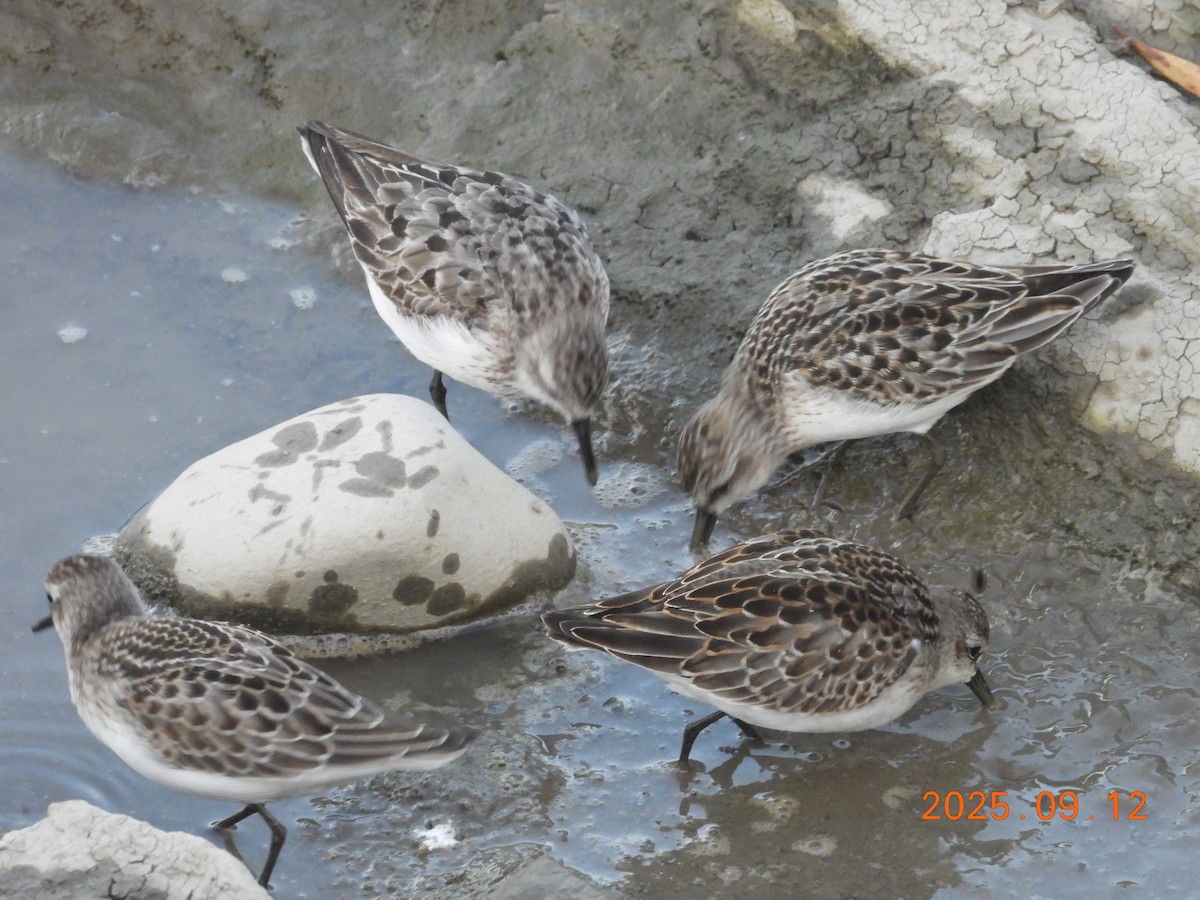 jespák srostloprstý - ML645902848