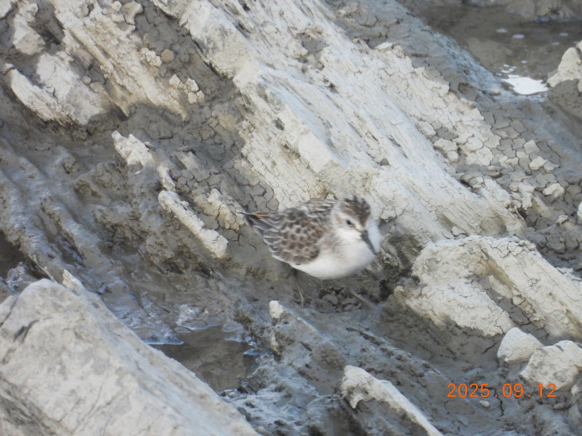 jespák srostloprstý - ML645902849