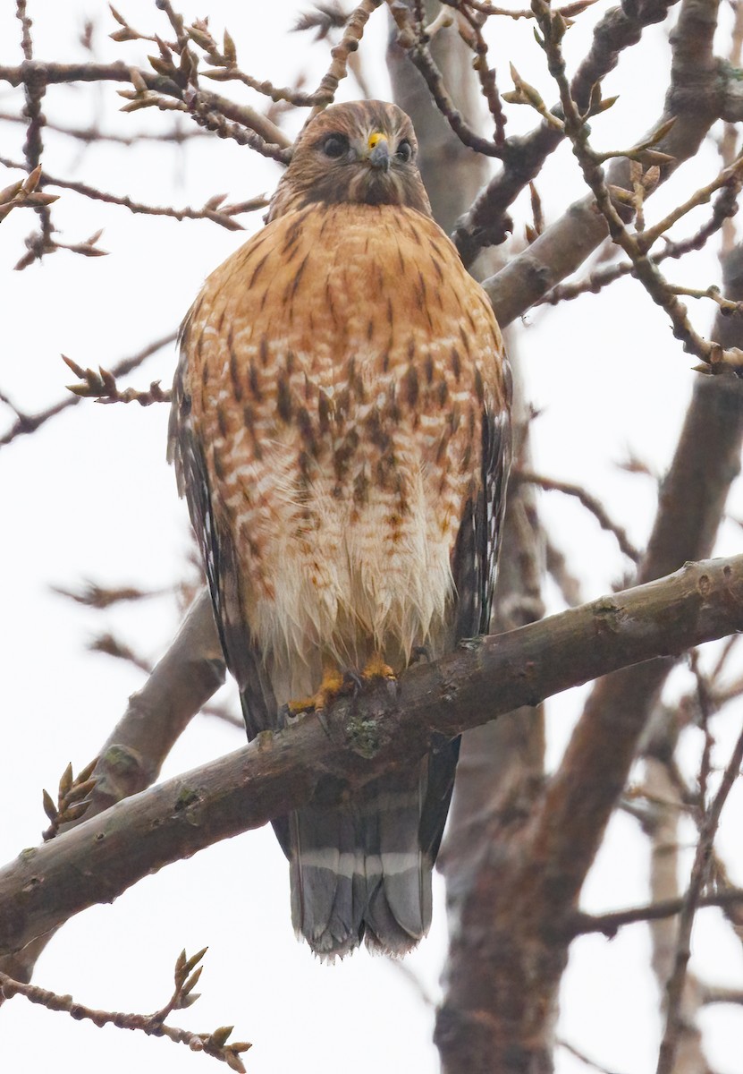 Red-shouldered Hawk - ML645902854