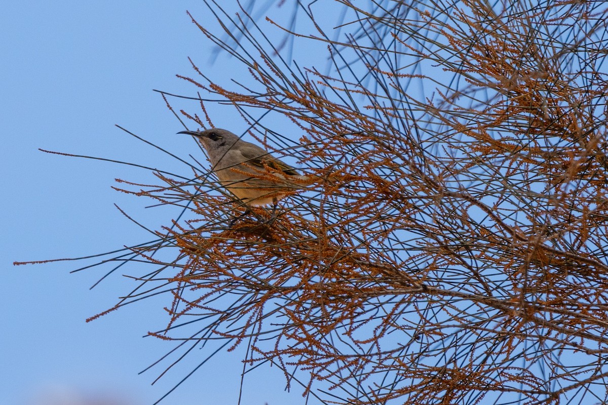 Brown Honeyeater - ML645902886