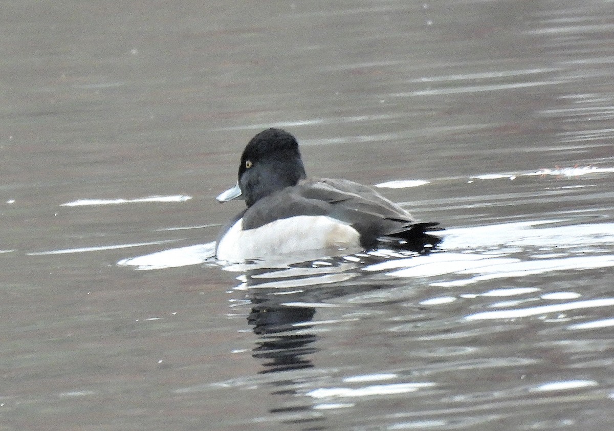 ringand - ML645902891