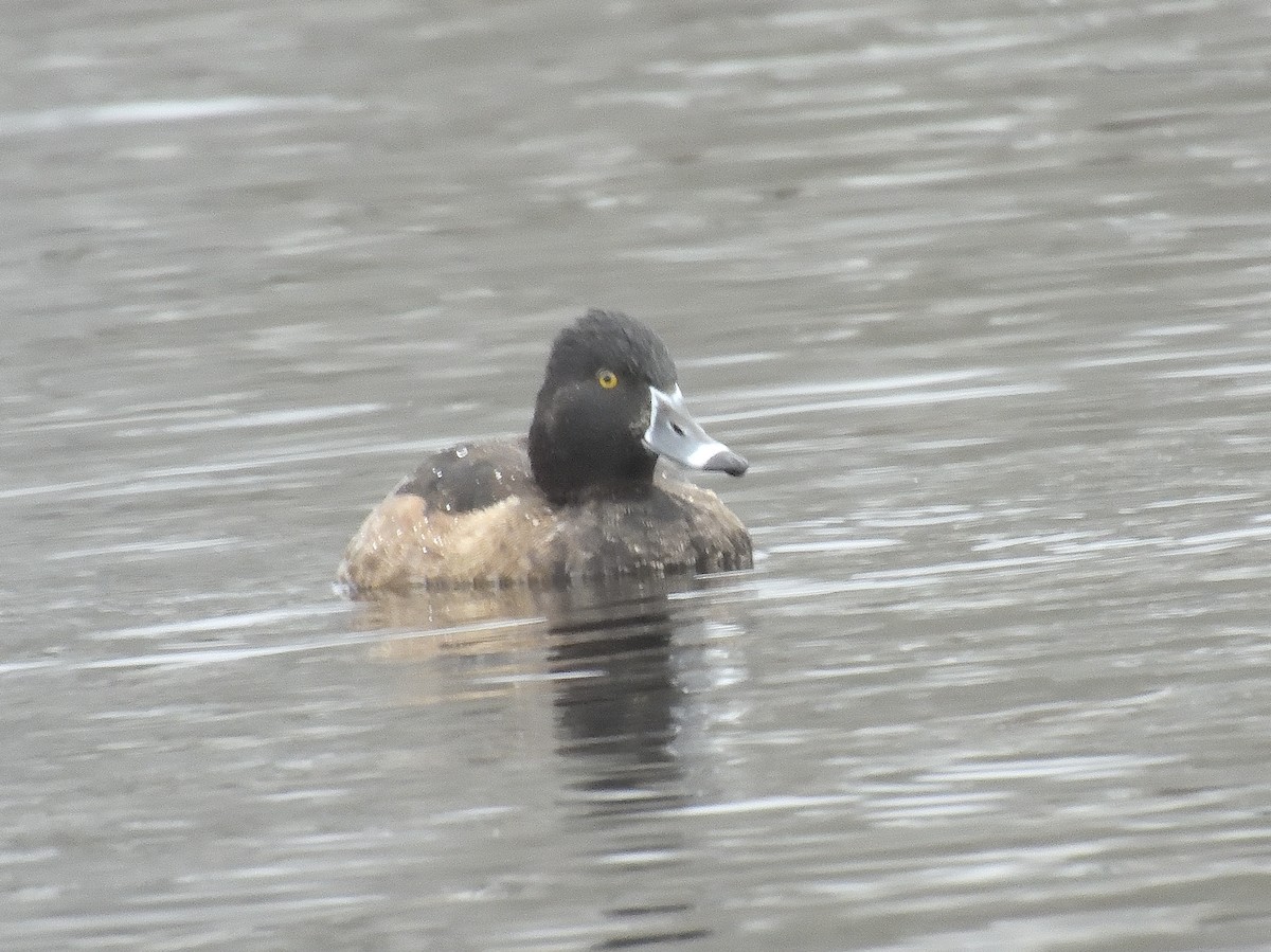 sørgedue - ML645902892