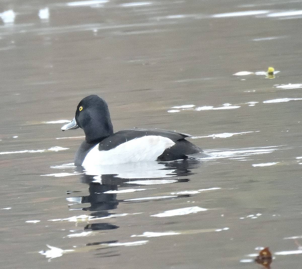 sørgedue - ML645902893