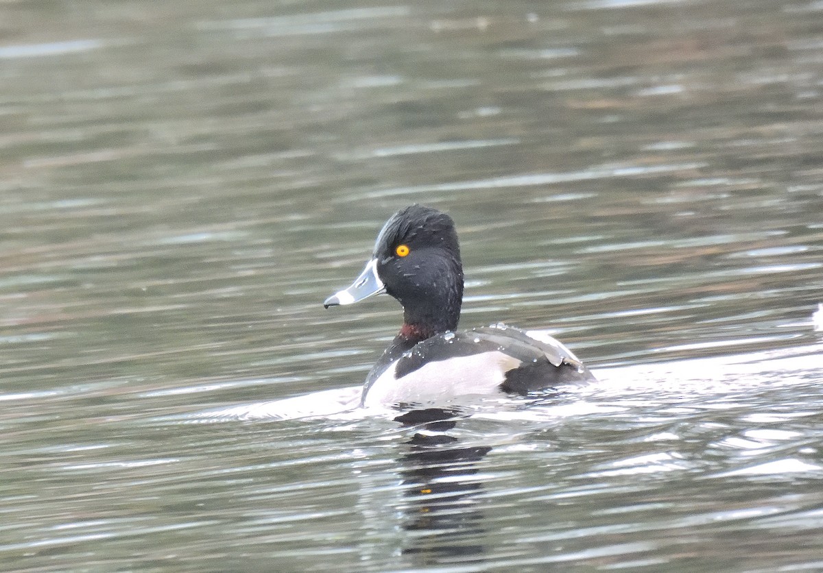 sørgedue - ML645902894