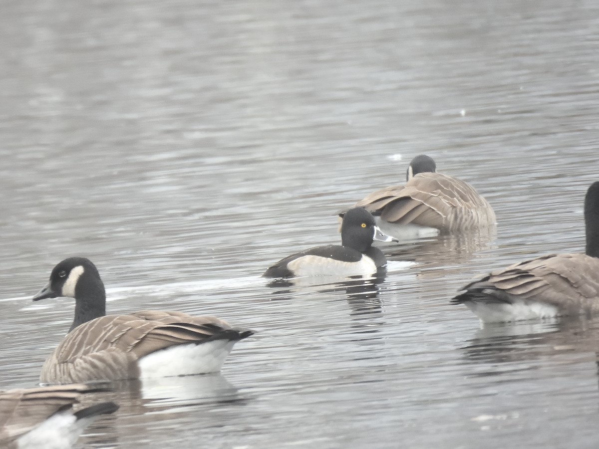 sørgedue - ML645902895