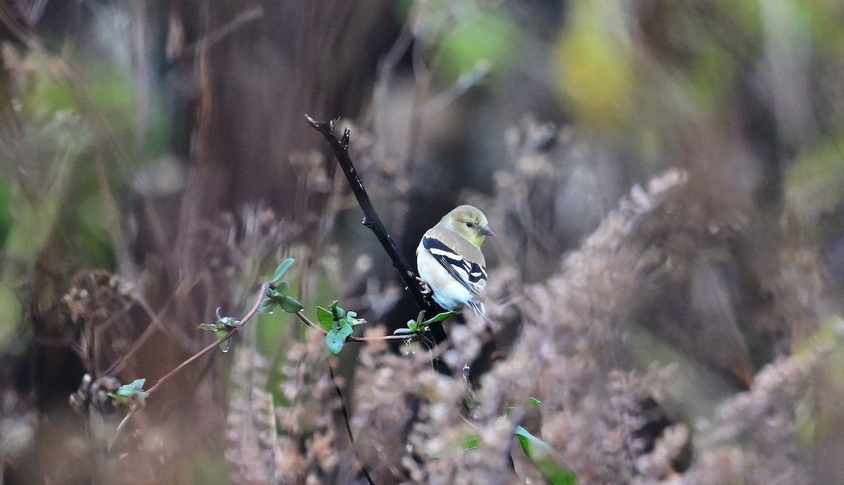 gulstillits - ML645902897