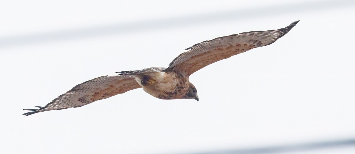 rødvingevåk - ML645902898