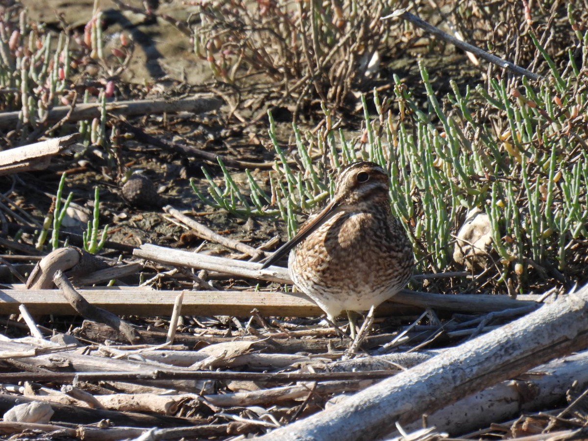 kanadabekkasin - ML645902899