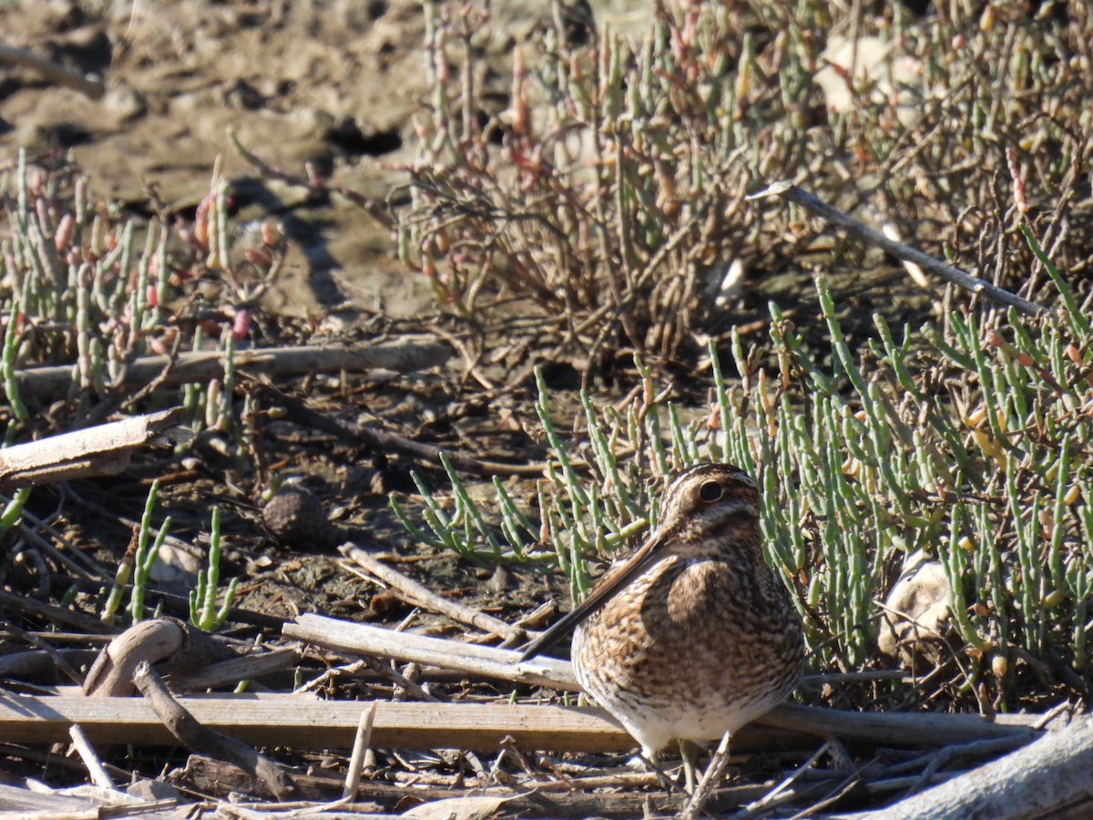 kanadabekkasin - ML645902900