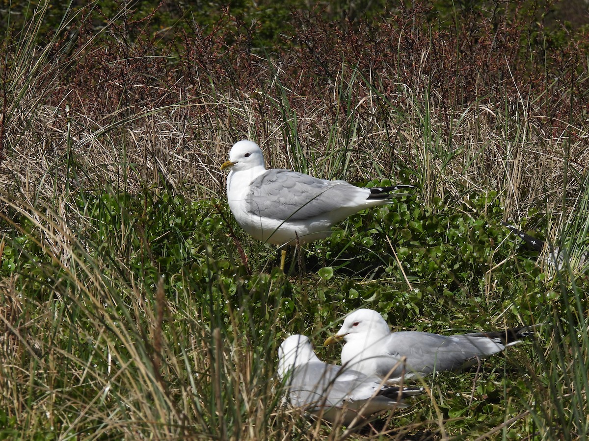 fiskemåke - ML645902901