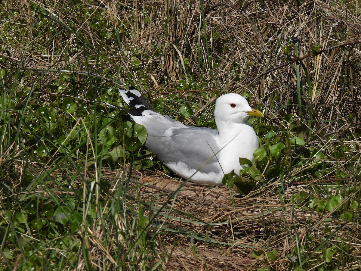 fiskemåke - ML645902902