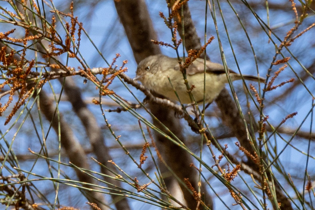 vesttornsmett - ML645902903