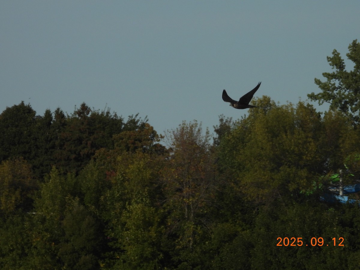 vandrefalk - ML645902904