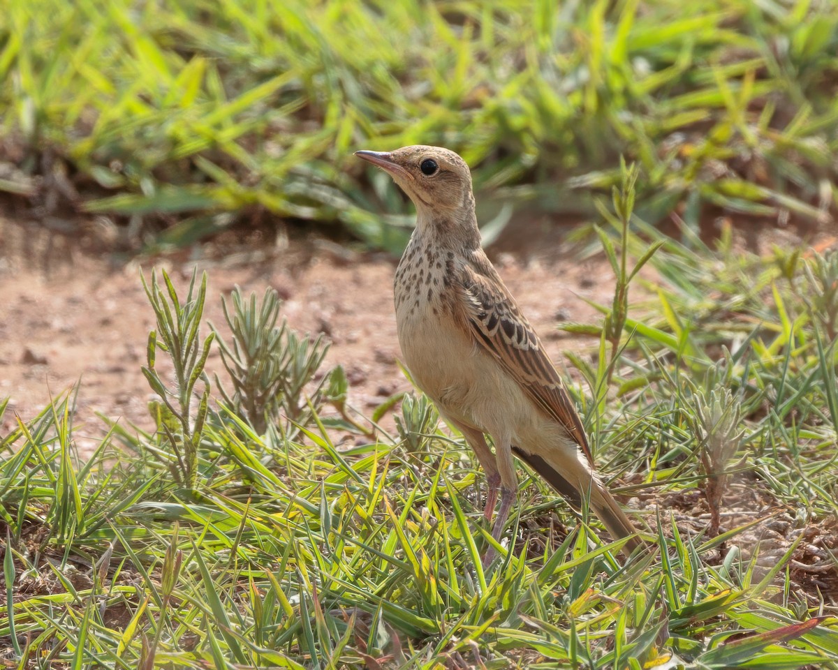 savannepiplerke - ML645902905