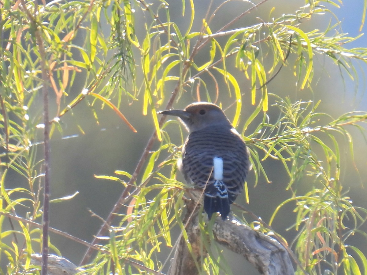 saguarospett - ML645902906
