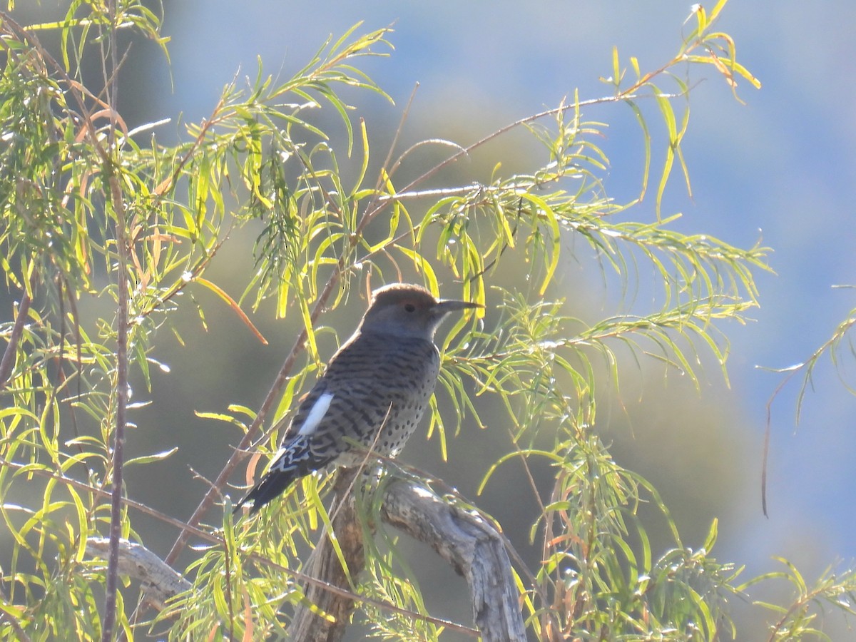 saguarospett - ML645902907