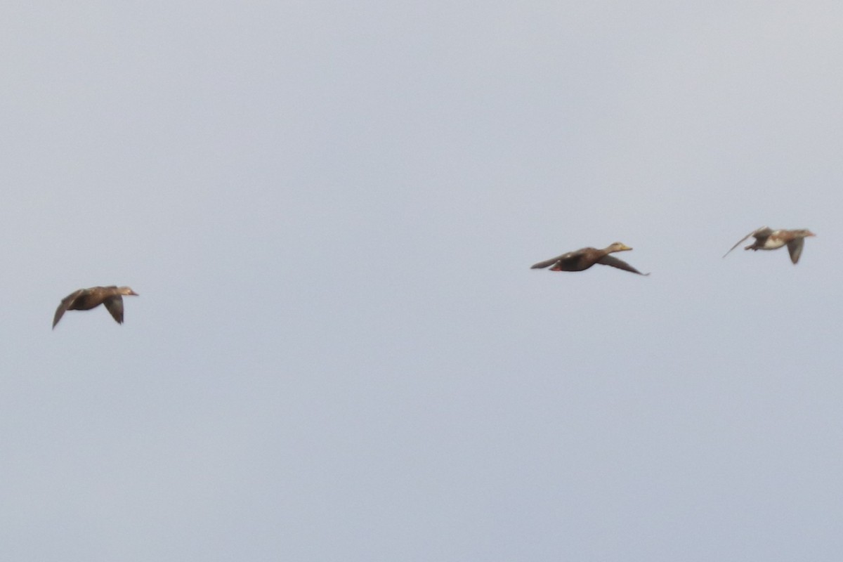 golfand - ML645902908