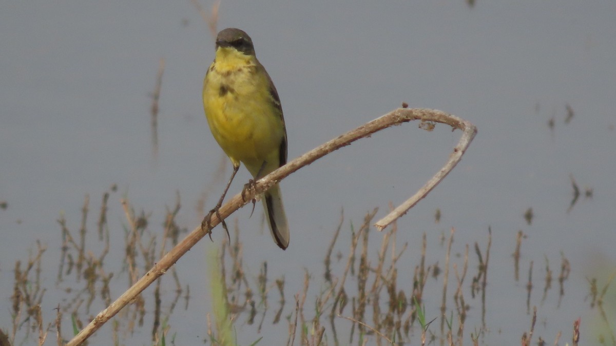 gulerle - ML645902910