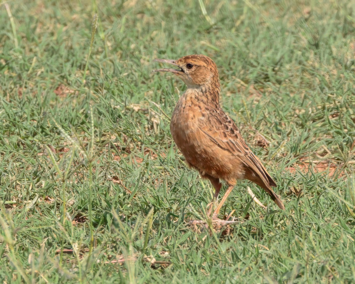 sylklolerke - ML645902916