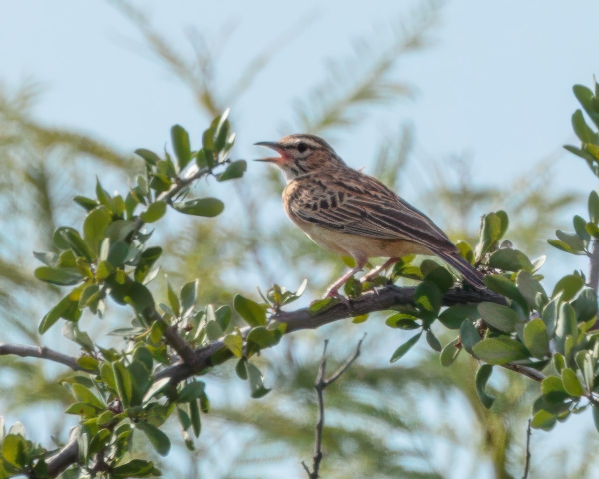 sabotalerke - ML645902918